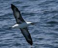 Laysan Albatross